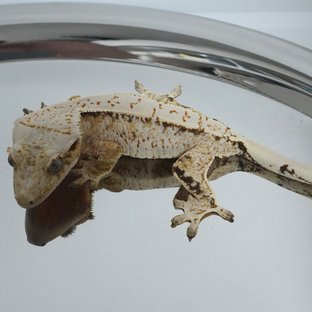 Normal Drippy White Spot