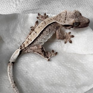 노멀 화이트스팟