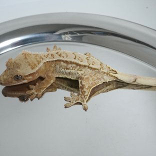 Normal Yellow Creamsicle Cream Drippy