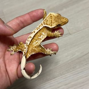 옐로우 크림 크림시클