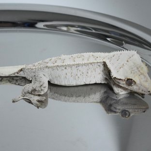 Normal Drippy White Spot