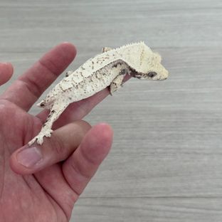 노멀 드리피 화이트스팟 젠젝스