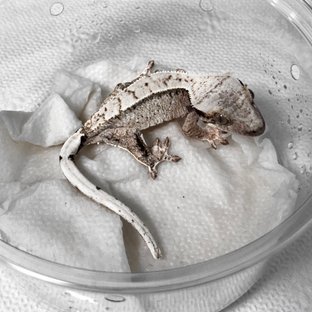 노멀 드리피 화이트스팟