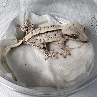 노멀 화이트스팟