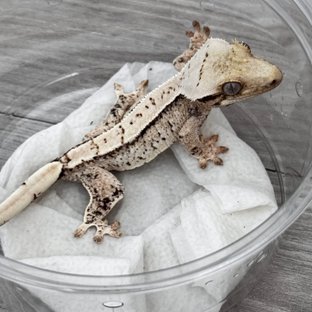 노멀 화이트스팟