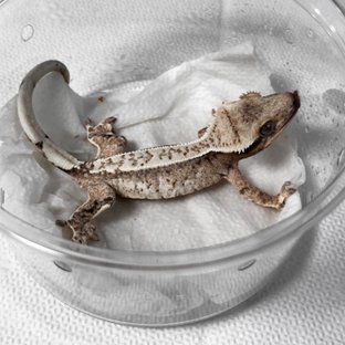 노멀 드리피 화이트스팟 크림 옐로우