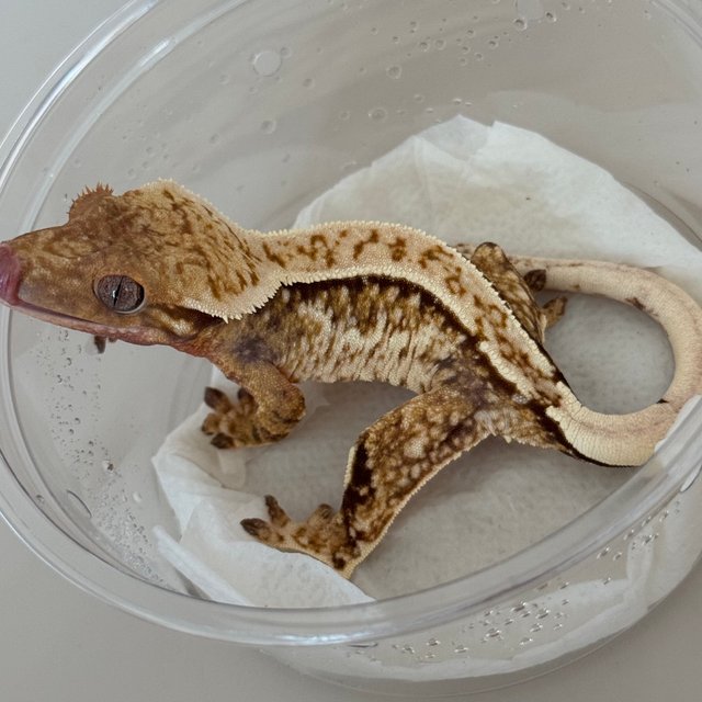 Normal Creamsicle Cream Drippy Yellow