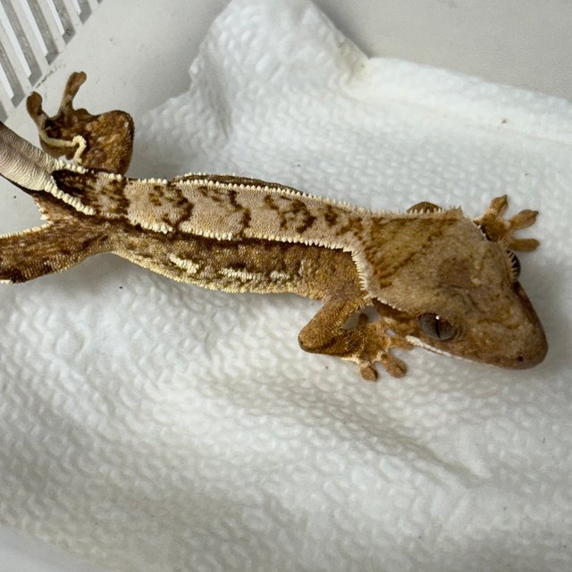 노멀 옐로우 크림 크림시클