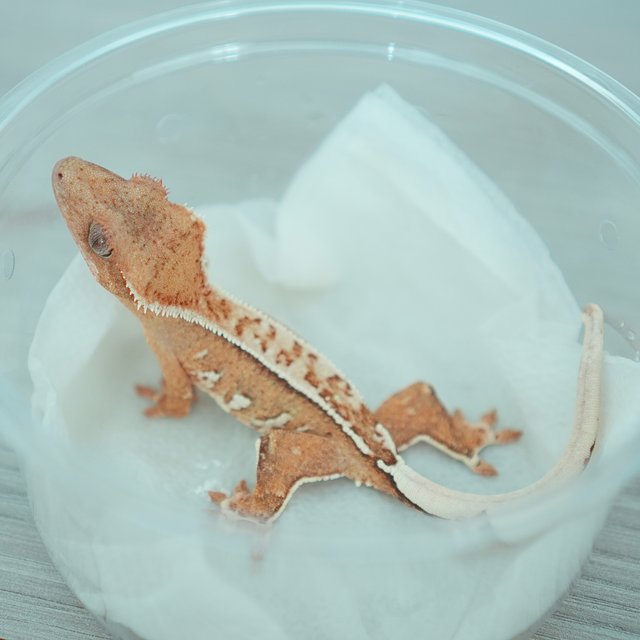 노멀 옐로우 크림 크림시클