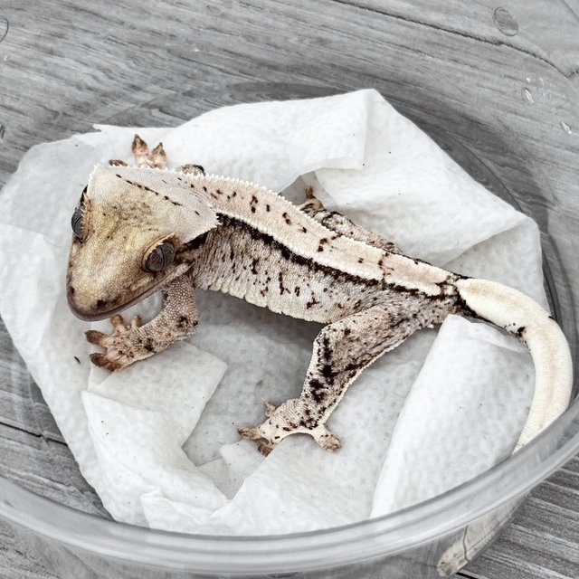 노멀 화이트스팟