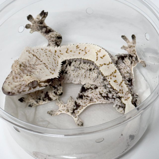 Normal Drippy White Spot