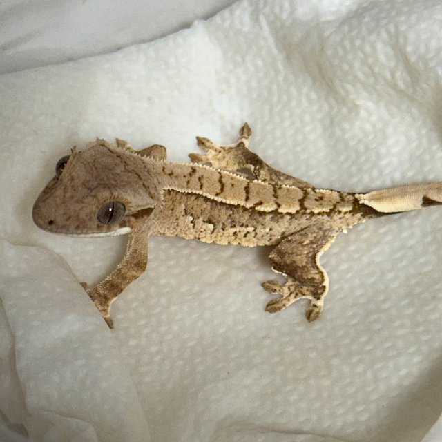 노멀 옐로우 크림 크림시클