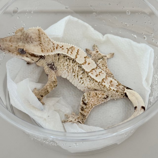 노멀 드리피 화이트스팟