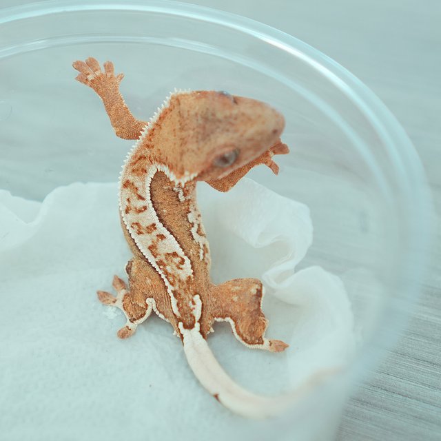 노멀 옐로우 크림 크림시클