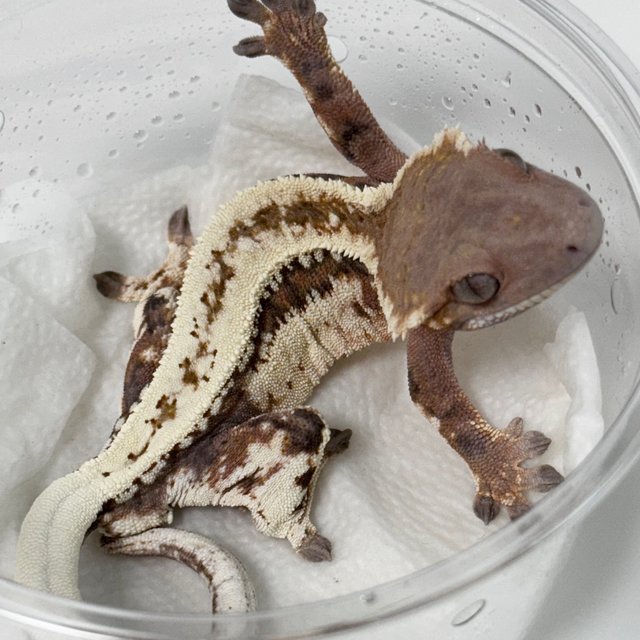 Sable Quad Full Pinstripe