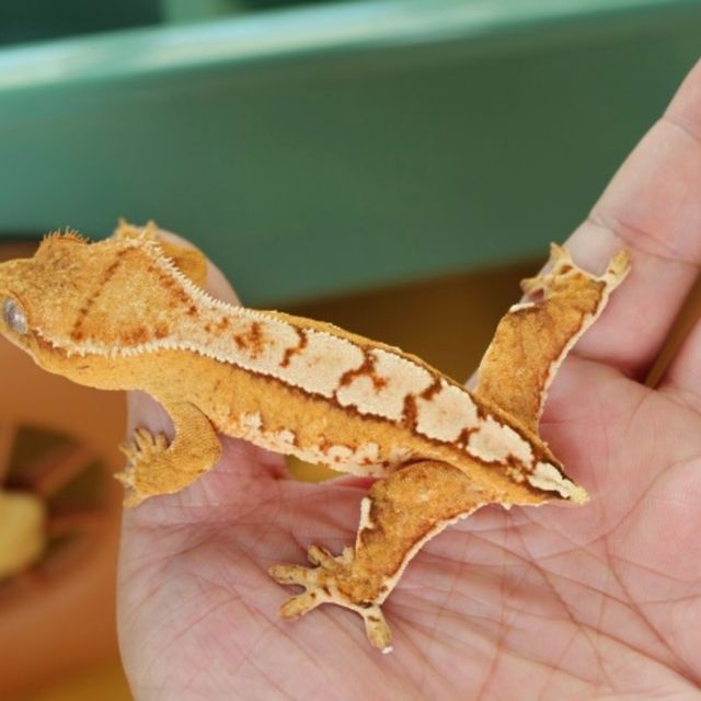 노멀 옐로우 크림시클