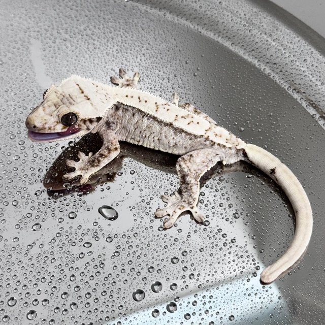 Normal Drippy White Spot