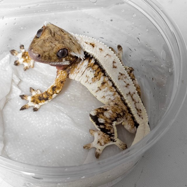 노멀 드리피 화이트스팟 트라이 익스트림할리퀸