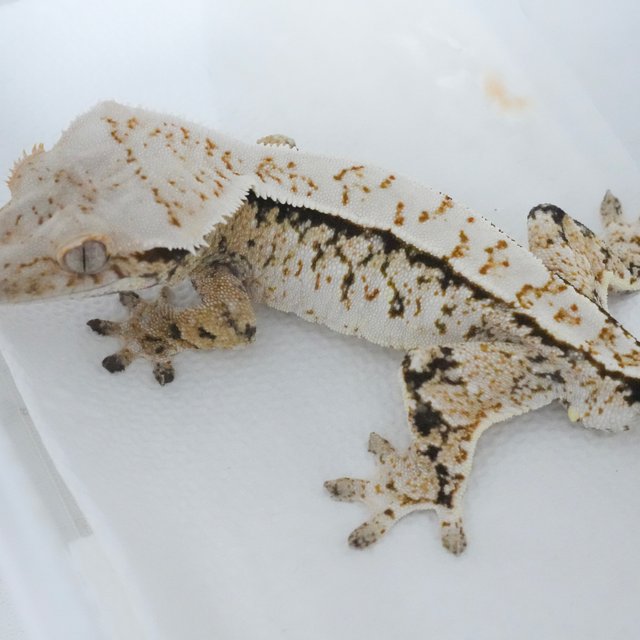 Tri Extreme Harlequin Normal Drippy