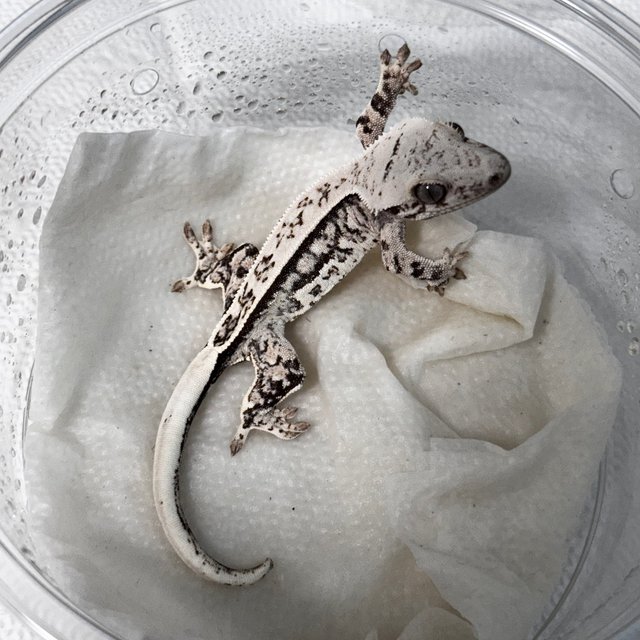 노멀 화이트스팟