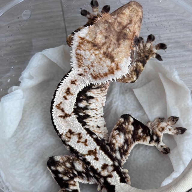 노멀 트라이 익스트림할리퀸 화이트 젠젝스