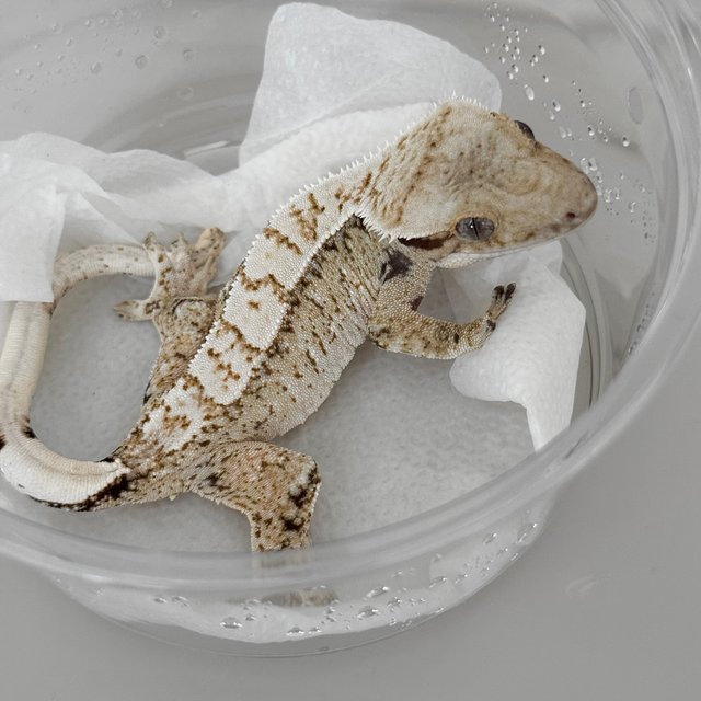 노멀 드리피 화이트스팟