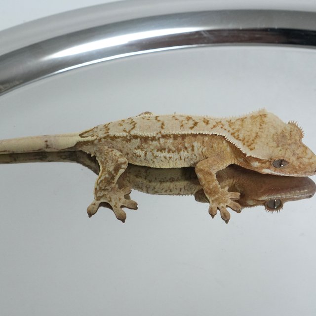 노멀 옐로우 크림시클 크림 드리피