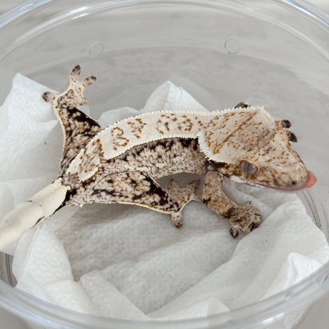 Normal Drippy White Spot