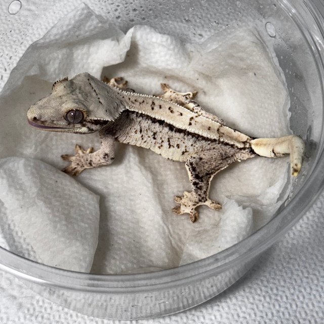 노멀 화이트스팟