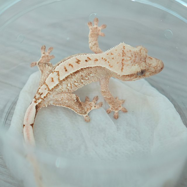 노멀 옐로우 크림 크림시클 드리피