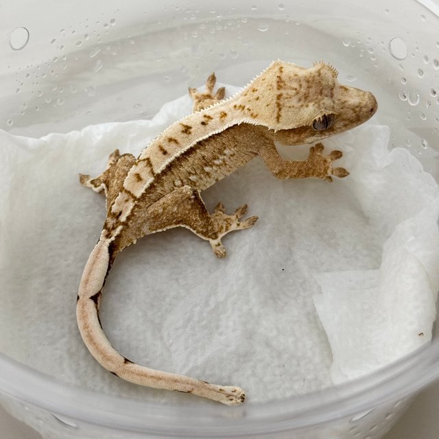 Normal Yellow Cream Creamsicle