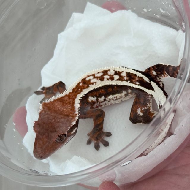 카푸치노 화이트핀