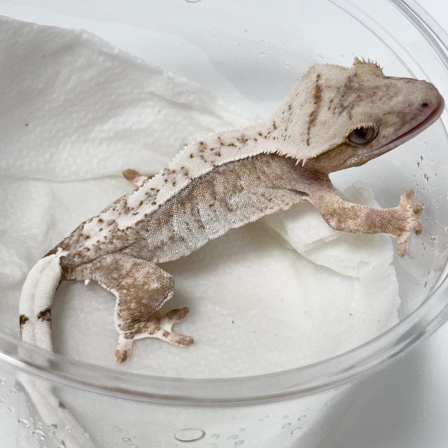 Normal Yellow Creamsicle Cream Drippy