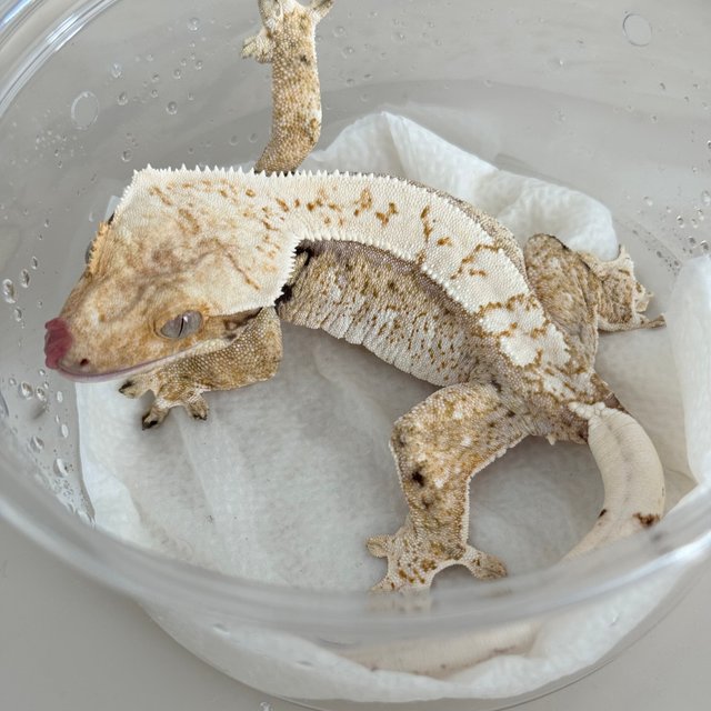 Normal Drippy White Spot