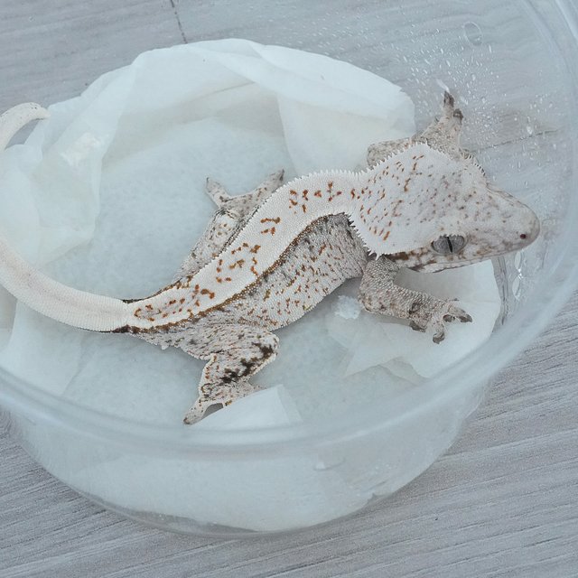 Drippy White Spot Normal