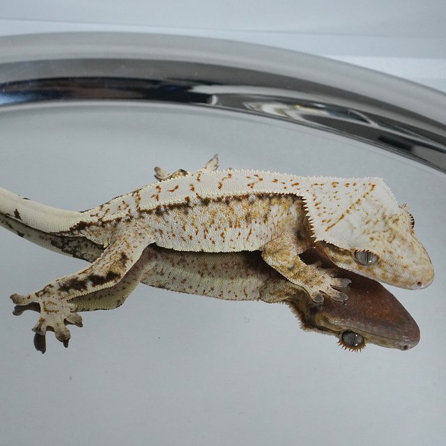 노멀 드리피 화이트스팟