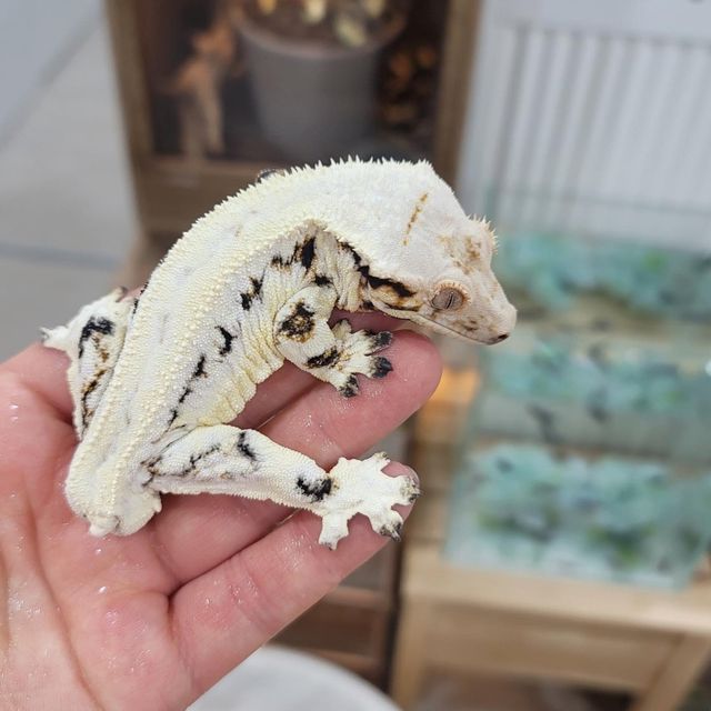 릴리화이트 레이지