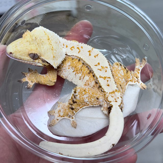 Normal Drippy Tri Extreme Harlequin