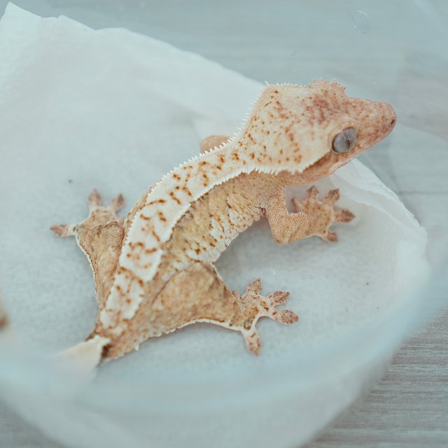 Normal Creamsicle Yellow Drippy Cream