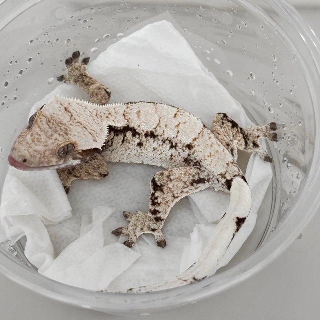 노멀 드리피 화이트스팟