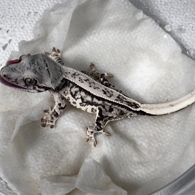 노멀 화이트스팟