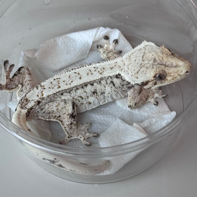 Normal Drippy White Spot