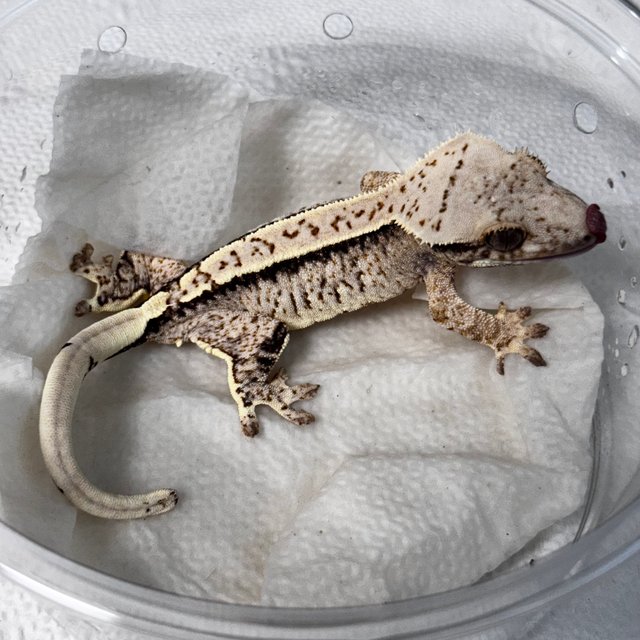 노멀 화이트스팟