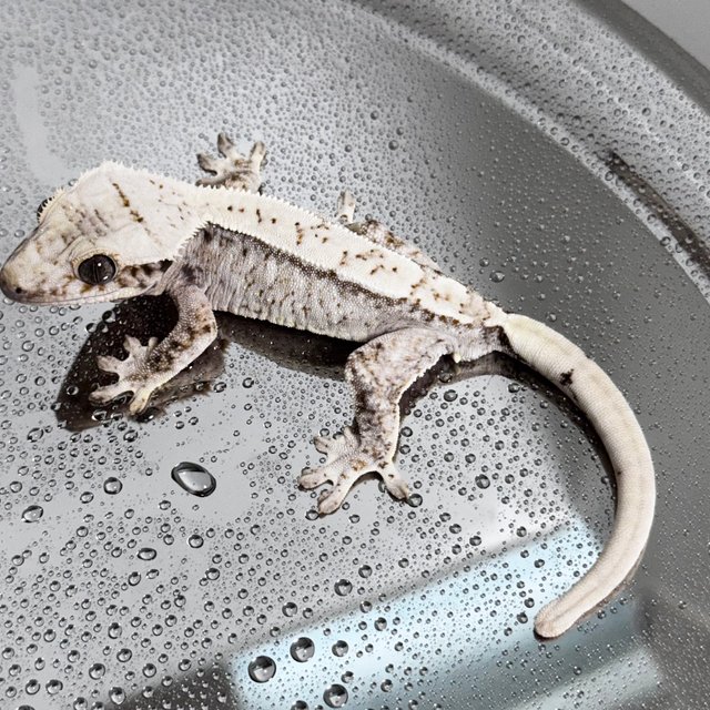 Normal Drippy White Spot