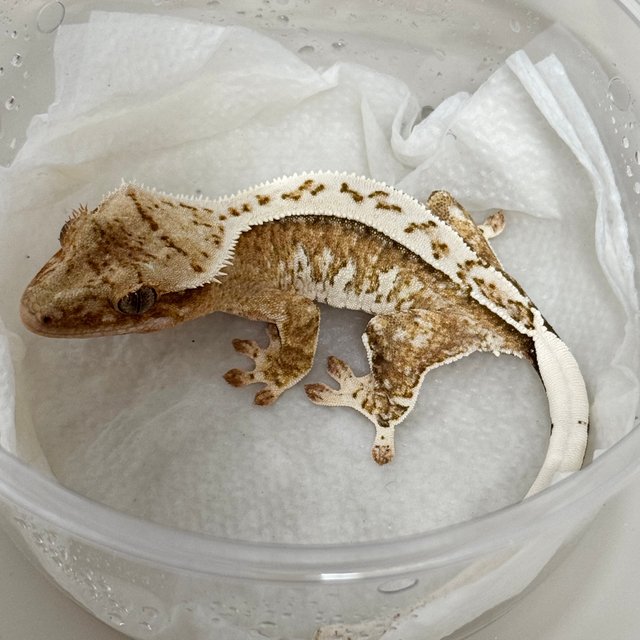 Normal Yellow Cream Creamsicle