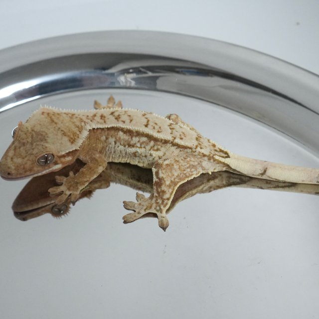 노멀 옐로우 크림시클 크림 드리피