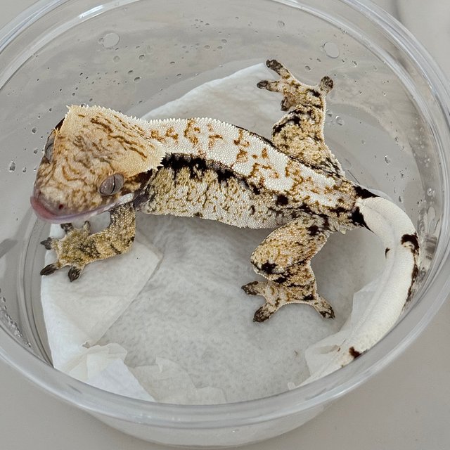 노멀 드리피 화이트스팟