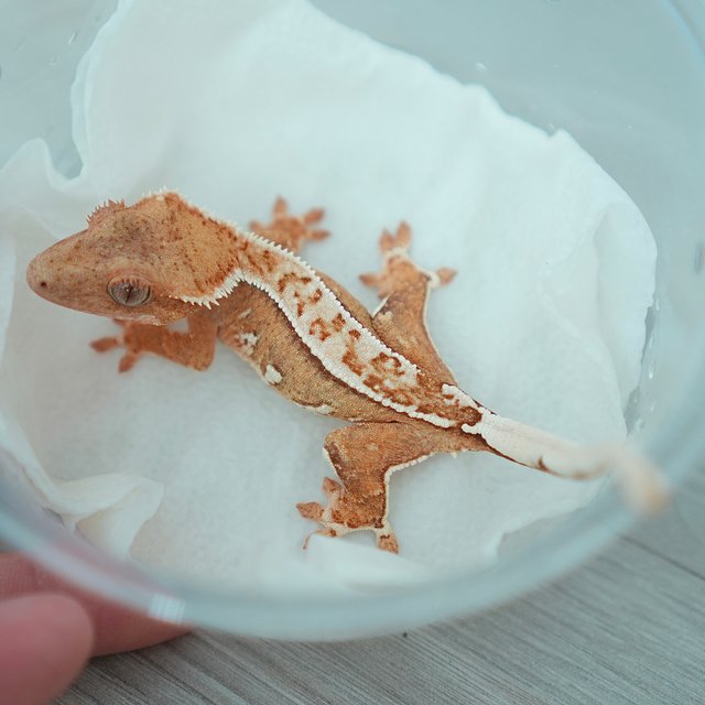 노멀 옐로우 크림 크림시클