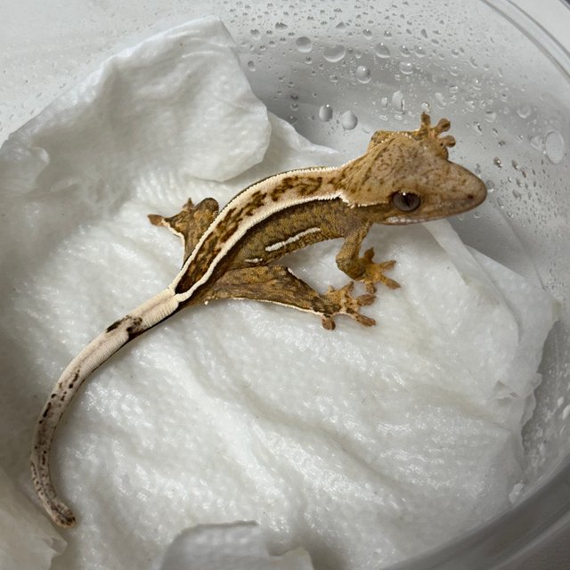 노멀 옐로우 크림 크림시클