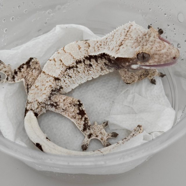 노멀 드리피 화이트스팟